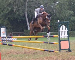 jumper Shari S (Hanoverian, 2006, from Stolzenberg)