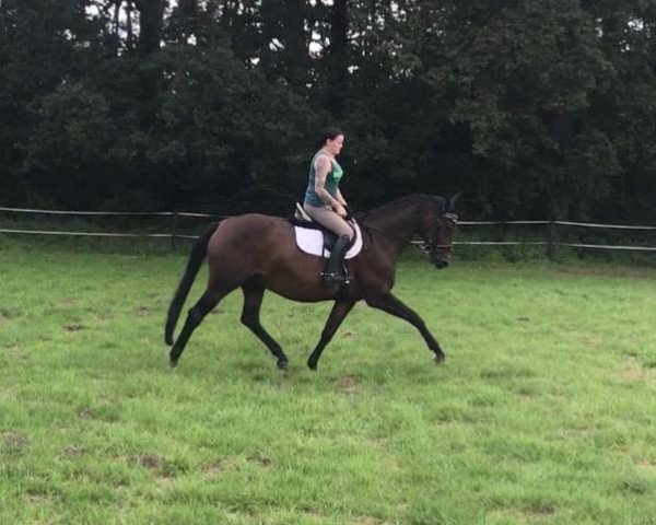 broodmare Deja Vu (Sella Italiano, 2007, from Don Lauries Hit)