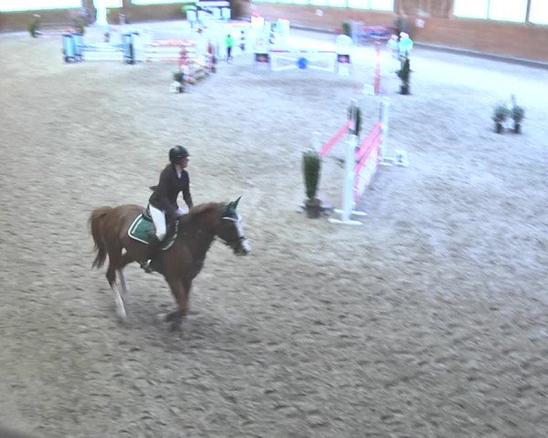 Reitturnier Rüti 2018