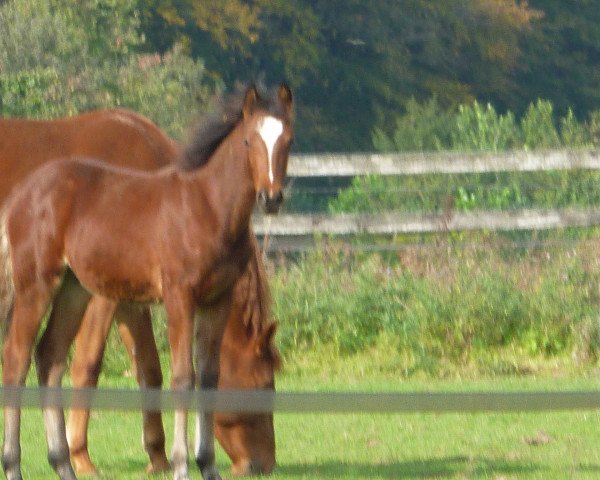 Pferd Monti (KWPN (Niederländisches Warmblut),  , von In Between)