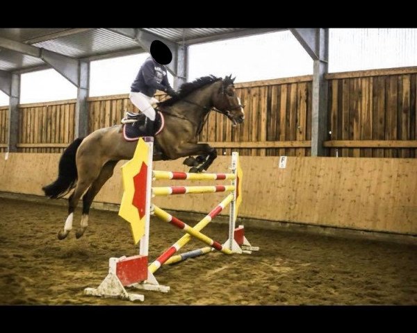 Springpferd Cosinus 24 (Holsteiner, 2003, von Corrado I)