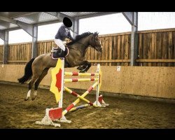 jumper Cosinus 24 (Holsteiner, 2003, from Corrado I)