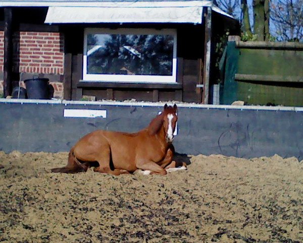 horse Filicita (KWPN (Royal Dutch Sporthorse),  , from Vigaro)