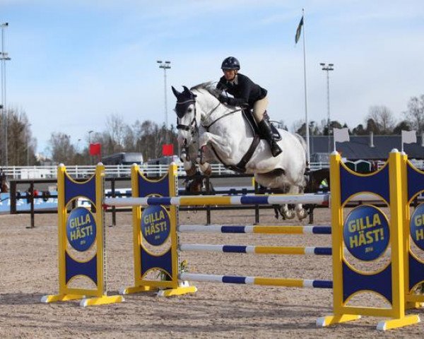 horse Sam (Hanoverian,  , from Salito)
