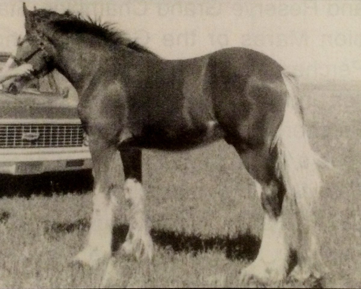 Deckhengst Croydon Aristocrat (Clydesdale, 1979, von Ridgedale Scottie Supreme)