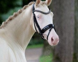broodmare Clara Blue (German Riding Pony, 2014, from Countdown RB)