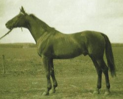 Deckhengst 969 Ozora Árvácska (Kisberer-Felver, 1945, von 266 Gidran I-14)