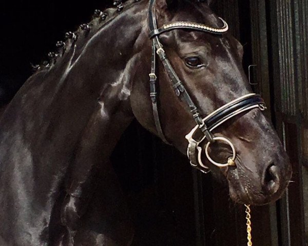horse Jack Sparrow´s Black Pearl (Oldenburg, 2013, from Jack Sparrow S)