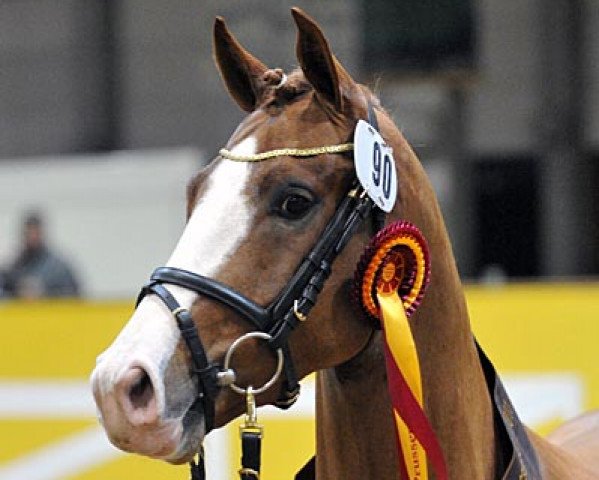 Dressurpferd King Hardy (Deutsches Reitpony, 2008, von King Bjuti) Dressurpferd King Hardy (Deutsches Reitpony, 2008, von King Bjuti)