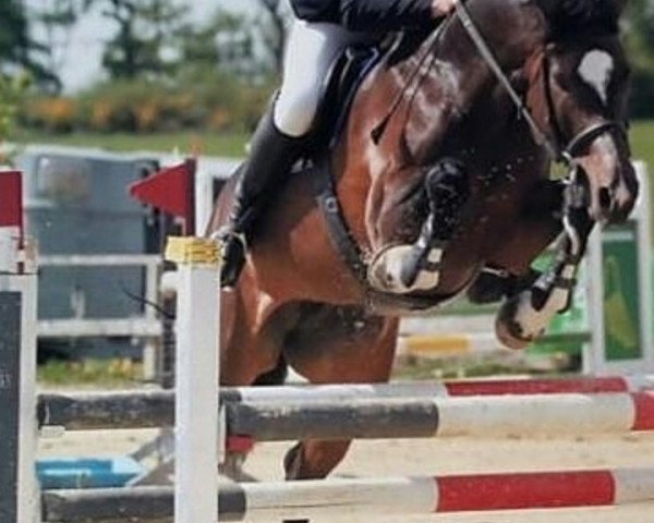 broodmare Candy 696 (Holsteiner, 2005, from Calato)