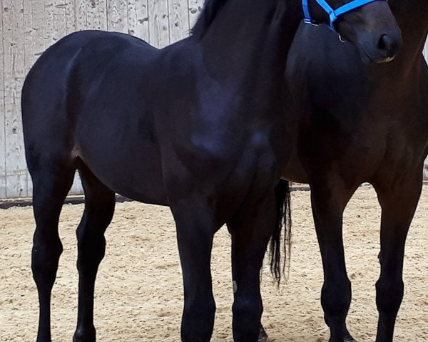 horse D'Artagnan (Bavarian, 2017, from Destano)