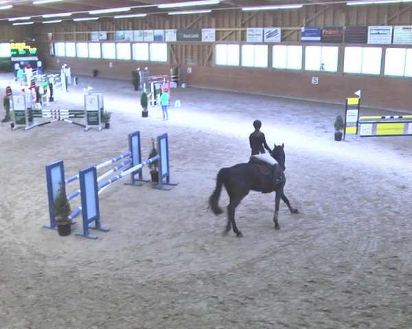 Reitturnier Rüti 2018