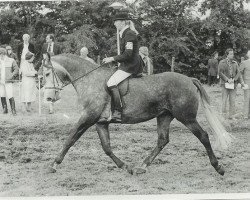 Zuchtstute Sugata (KWPN (Niederländisches Warmblut), 1976, von Lucky Boy xx)