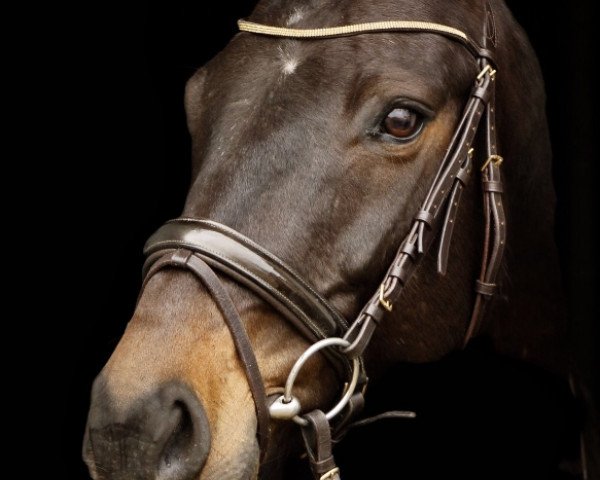 dressage horse Wynda (Holsteiner, 2006, from Conello)