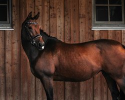 dressage horse Merci (Anglo-Arabs, 2009, from Remon AA)
