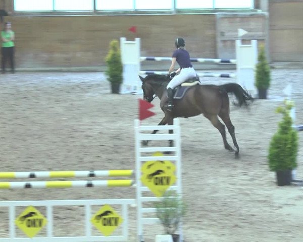 Reitturnier Rüti 2018