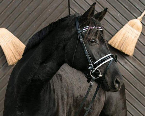 broodmare Abadida (Rhinelander, 2009, from Arpeggio)