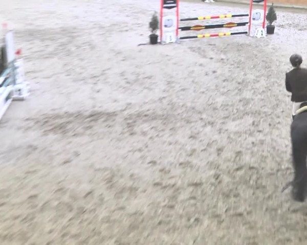 Reitturnier Rüti 2018