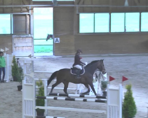 Reitturnier Rüti 2018