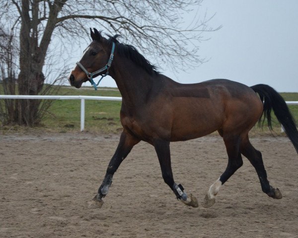 jumper Contessa 125 (Bavarian, 2001, from Carlando I)