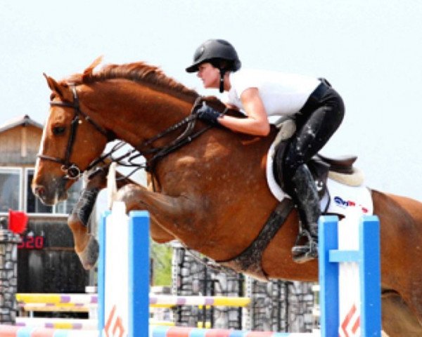 jumper Calippo 24 (Holsteiner, 1999, from Corrado II)