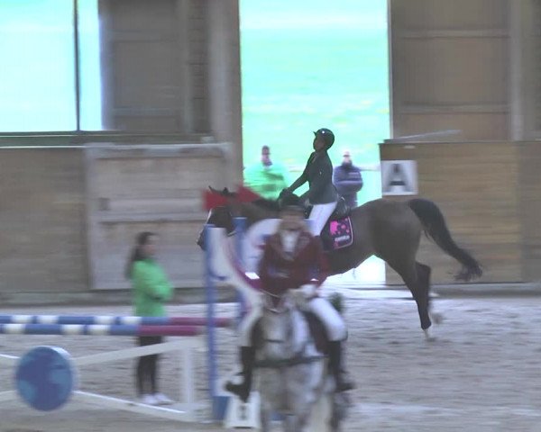 Reitturnier Rüti 2018