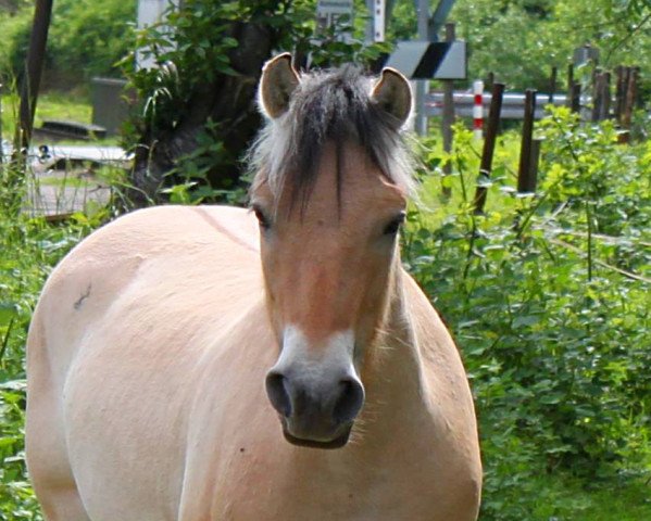 horse Kalvino (Fjord Horse, 2014, from Kelvin)