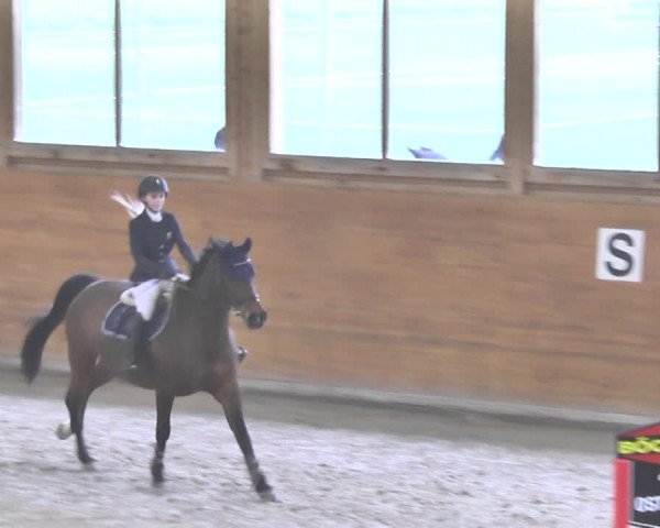 Reitturnier Rüti 2018