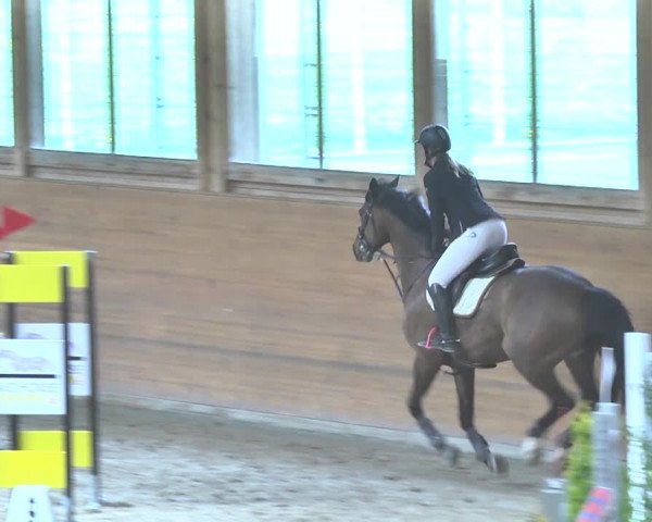Reitturnier Rüti 2018