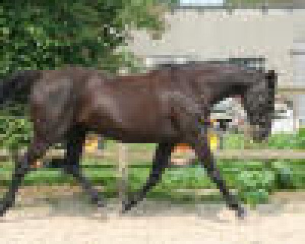 broodmare Winnie (Hanoverian, 1994, from Waldstar xx) broodmare Winnie (Hanoverian, 1994, from Waldstar xx)