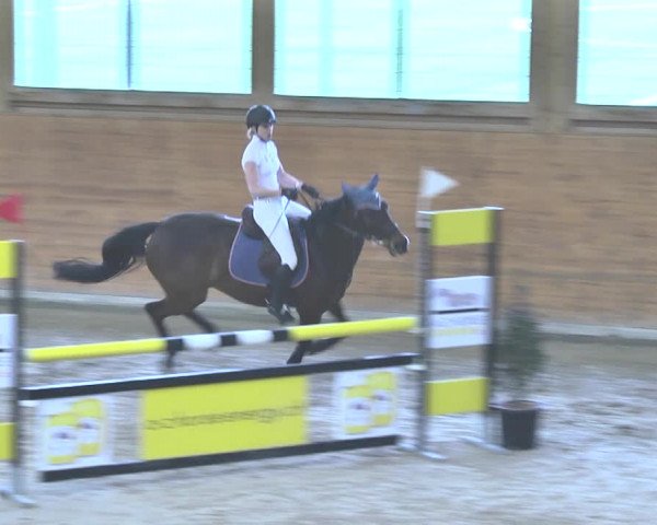 Reitturnier Rüti 2018