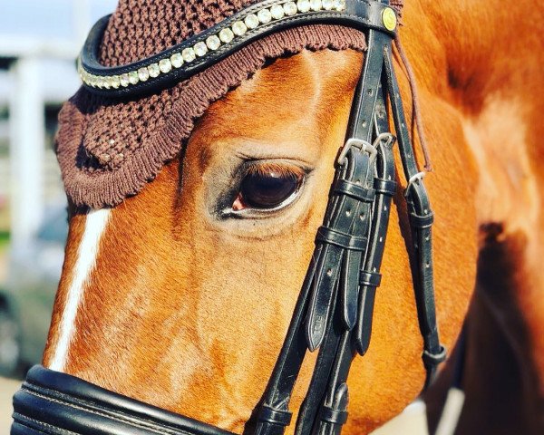 broodmare Dakota 363 (Hanoverian, 2009, from Don Romantic)