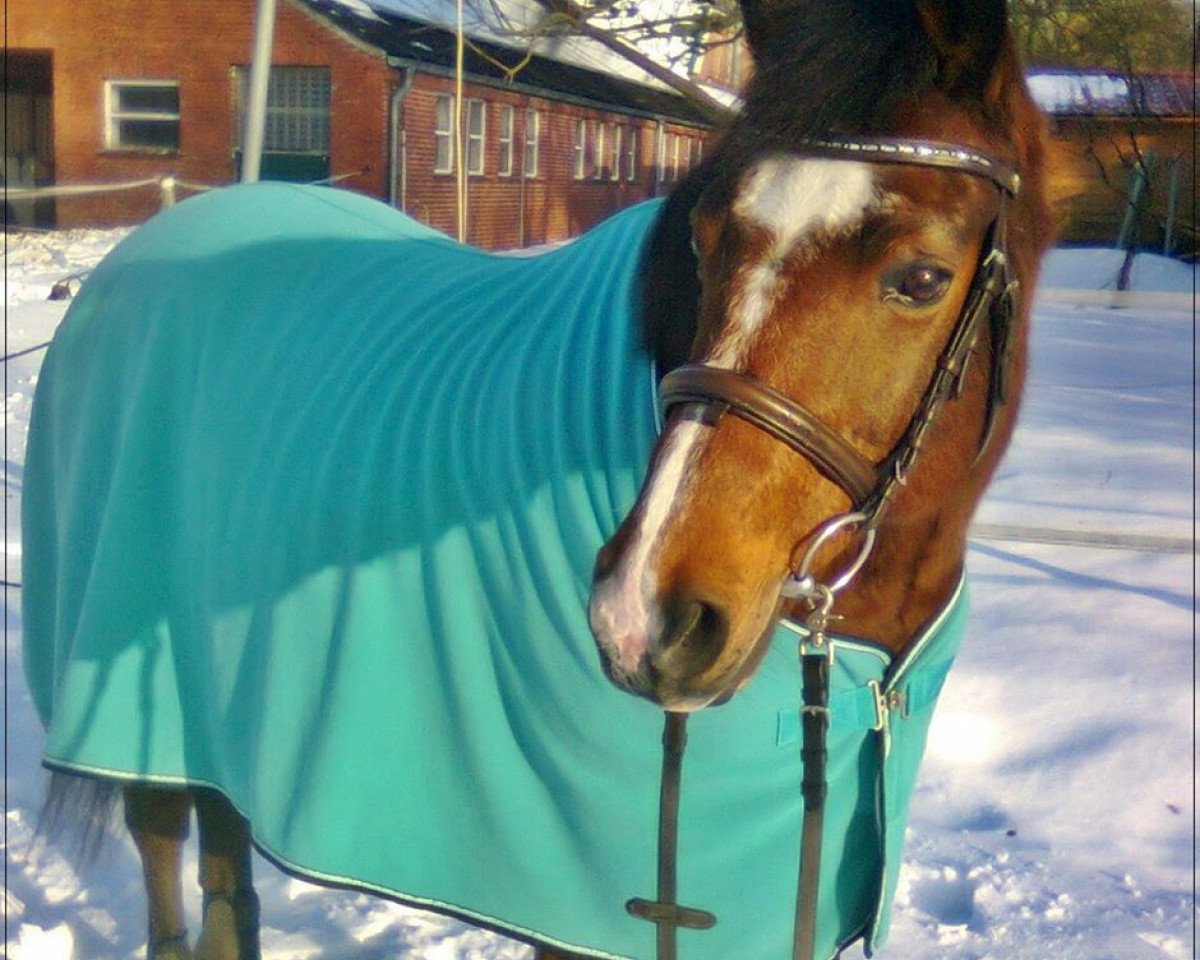 horse Blind Date 13 (German Riding Pony, 1995, from Black Boy)