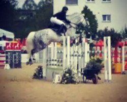 jumper Ninja la rose (Westphalian, 2009, from Numero Uno)