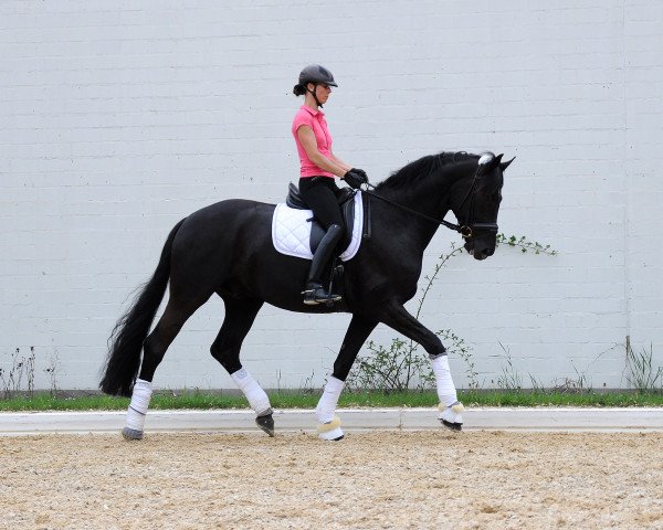 Dressurpferd Strahlemann B (Hannoveraner, 2007, von Sir Donnerhall I)