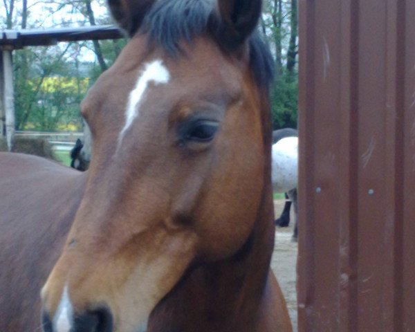 broodmare Wicki (Heavy Warmblood, 1994, from Epos Mo 1479) broodmare Wicki (Heavy Warmblood, 1994, from Epos Mo 1479)
