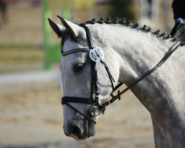 Dressurpferd Casimir 161 (Holsteiner, 2010, von Cancara)