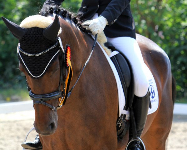 dressage horse Belinda 186 (Westphalian, 2007, from Baron) dressage horse Belinda 186 (Westphalian, 2007, from Baron)