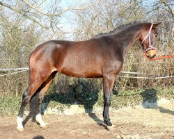 jumper Jatamorka (KWPN (Royal Dutch Sporthorse), 2014, from VDL Harley)