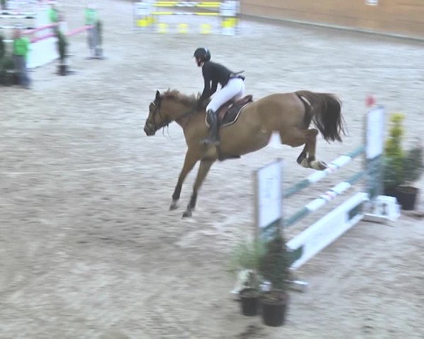 Reitturnier Rüti 2018