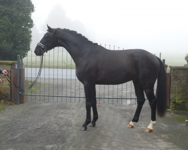 horse Louis (Hanoverian, 2015, from Livaldon)