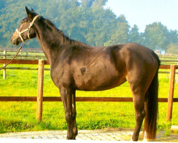 horse Stute von Fürst Fugger (Rhinelander, 2013, from Fürst Fugger)