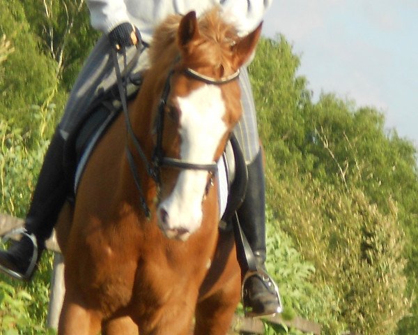 jumper Cäsar 61 (Hanoverian, 1997, from Carbid 3)