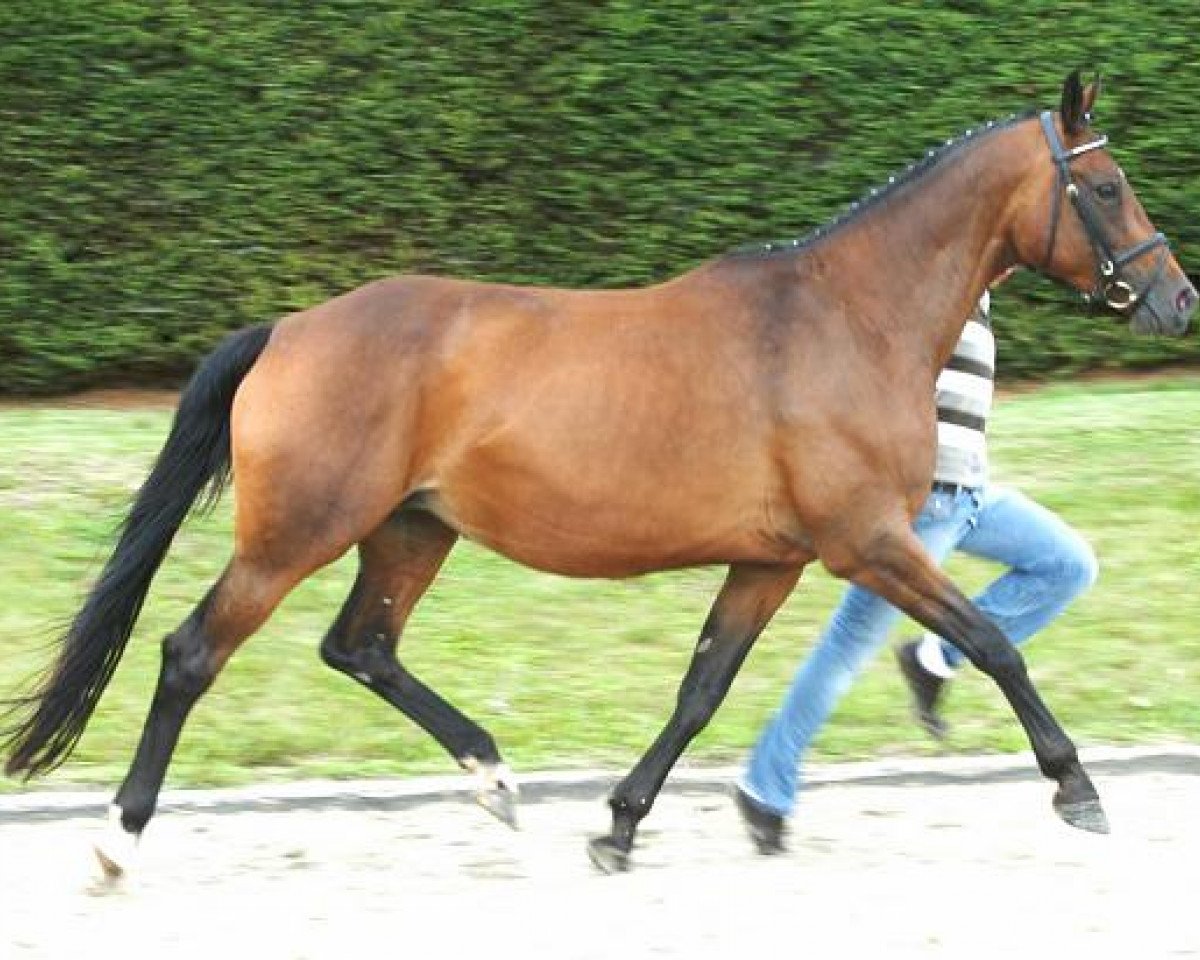 broodmare Tamy II (Trakehner, 1998, from Manrico)