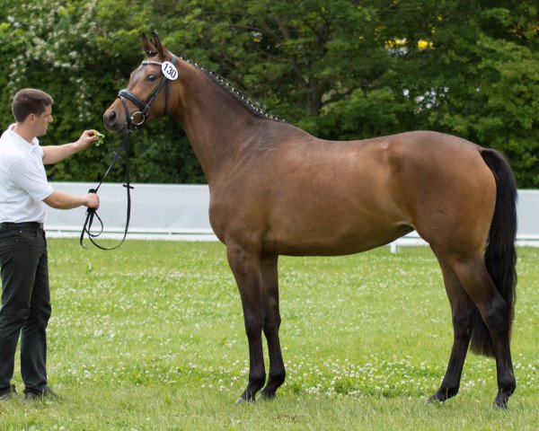 Fattrice Tangente (Trakehner, 2014, di Königssee)