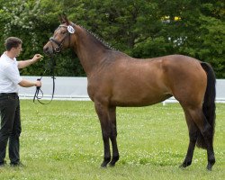 broodmare Tangente (Trakehner, 2014, from Königssee)
