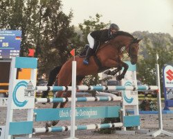 jumper Alessio 19 (Westphalian, 2008, from Arpeggio)