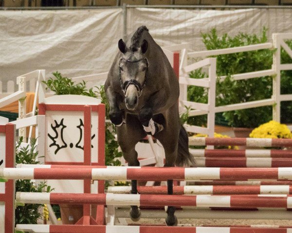 jumper Königswinter 2 (Trakehner, 2015, from Syriano)