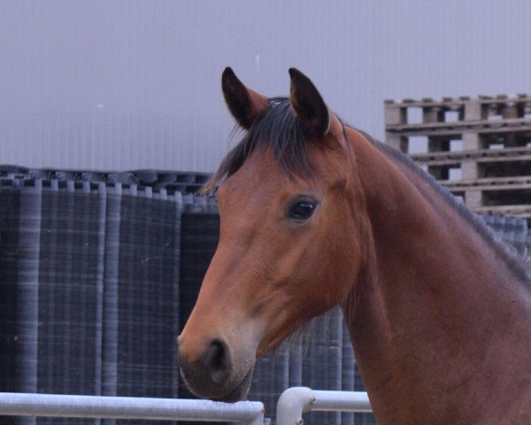 broodmare Bailey Rose M (Hanoverian, 2016, from Bodyguard 49)