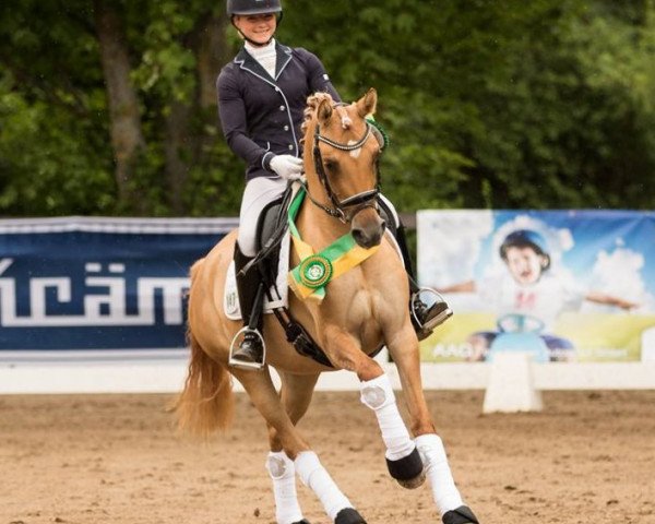 Zuchtstute Extravagant 5 (Deutsches Reitpony, 2014, von Dimension AT NRW)
